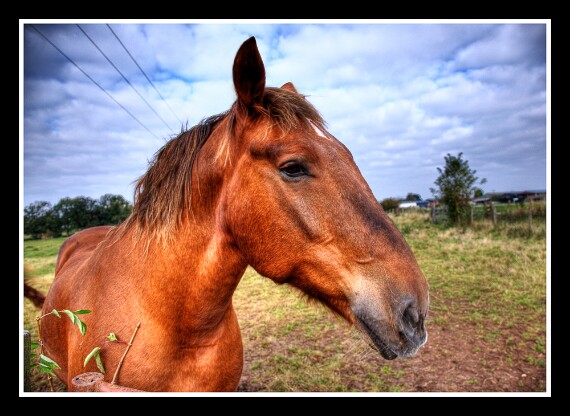 Horse 1